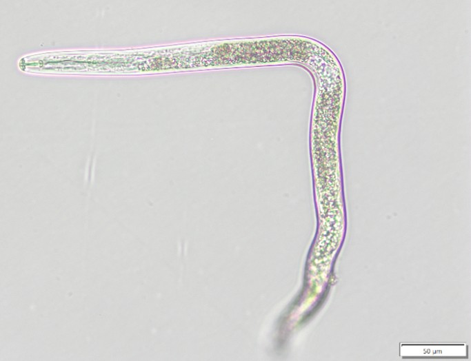 Fig 3 nematode for cherry article.jpg